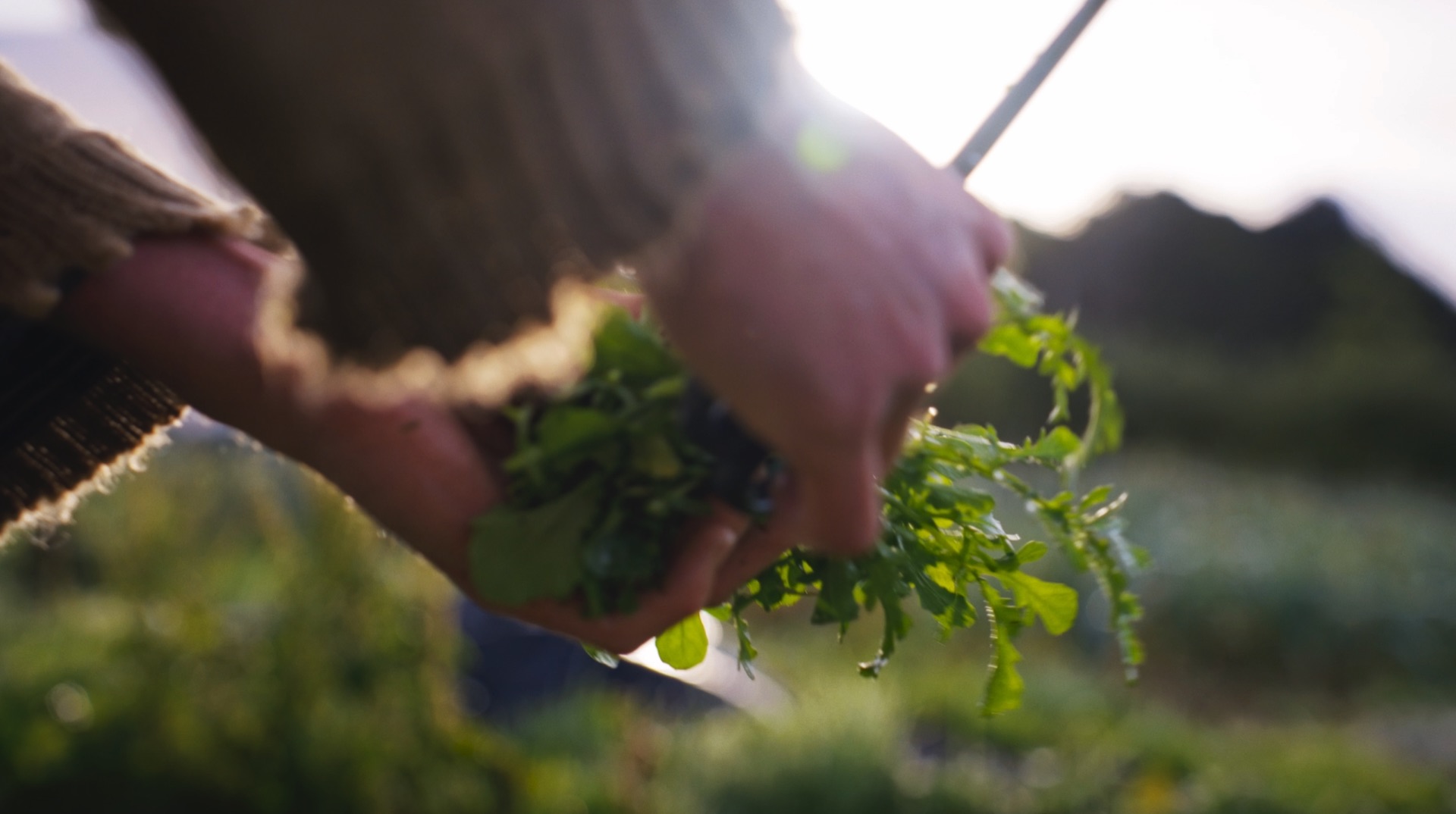 Hands gathering freshly picked salad greens in low sun at Loveland Market Garden, Cornwall