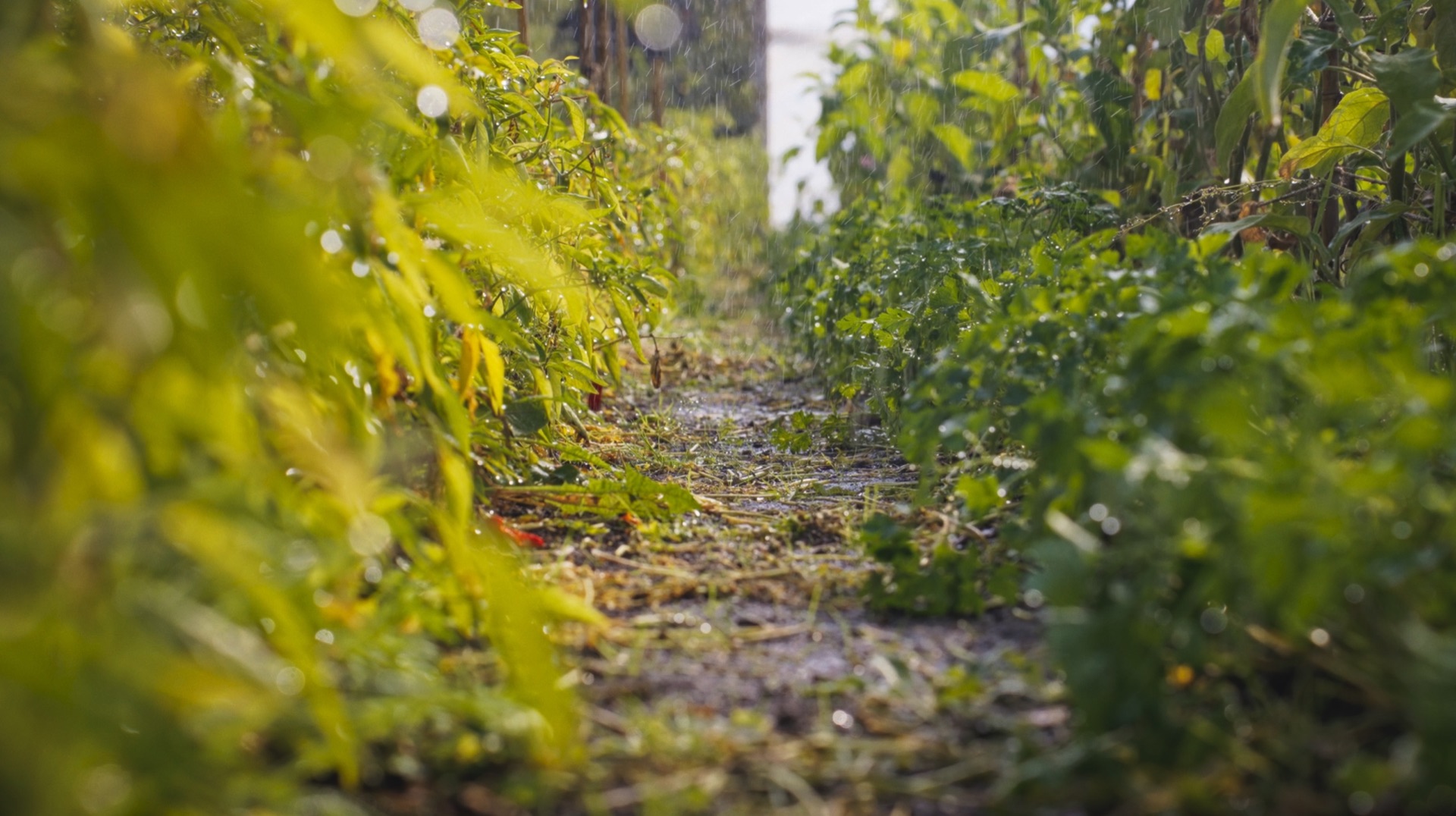A sunlit path between rows of crops at Loveland Market Garden, Cornwall