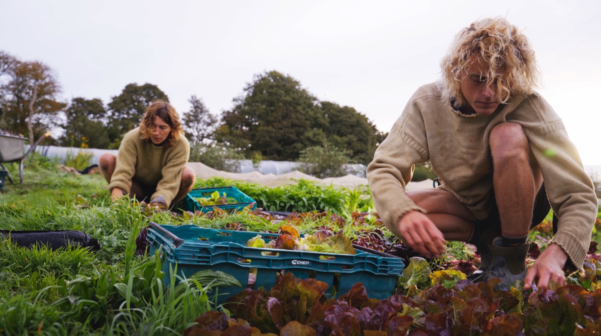 Volunteers harvesting salad leaves into crates at Loveland Market Garden, from the Falmouth Food Co-op documentary