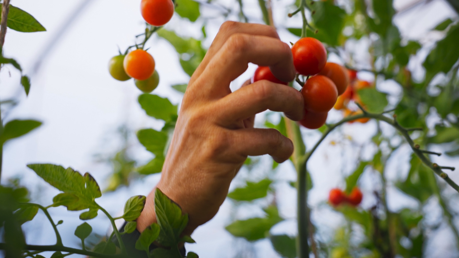 A hand picking ripe cherry tomatoes inside a polytunnel at Loveland Market Garden