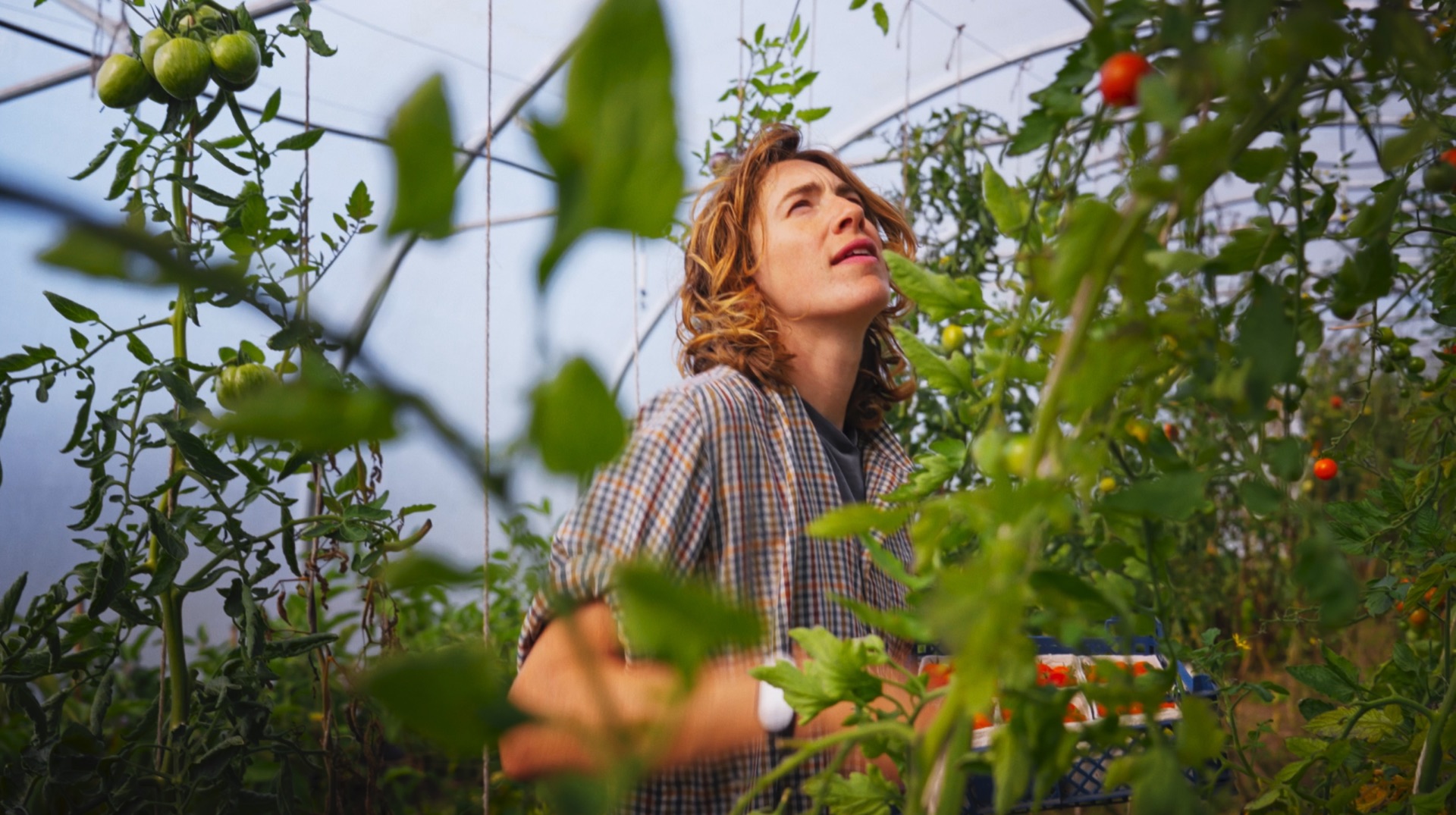 A grower looking up at tomato plants inside a polytunnel at Loveland Market Garden