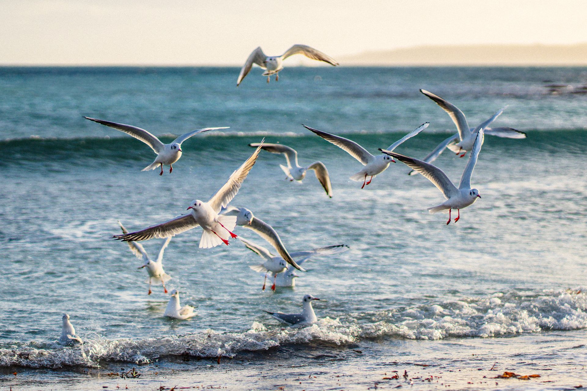Seagulls At Gylly — photography by Adam Drake Studio, Cornwall